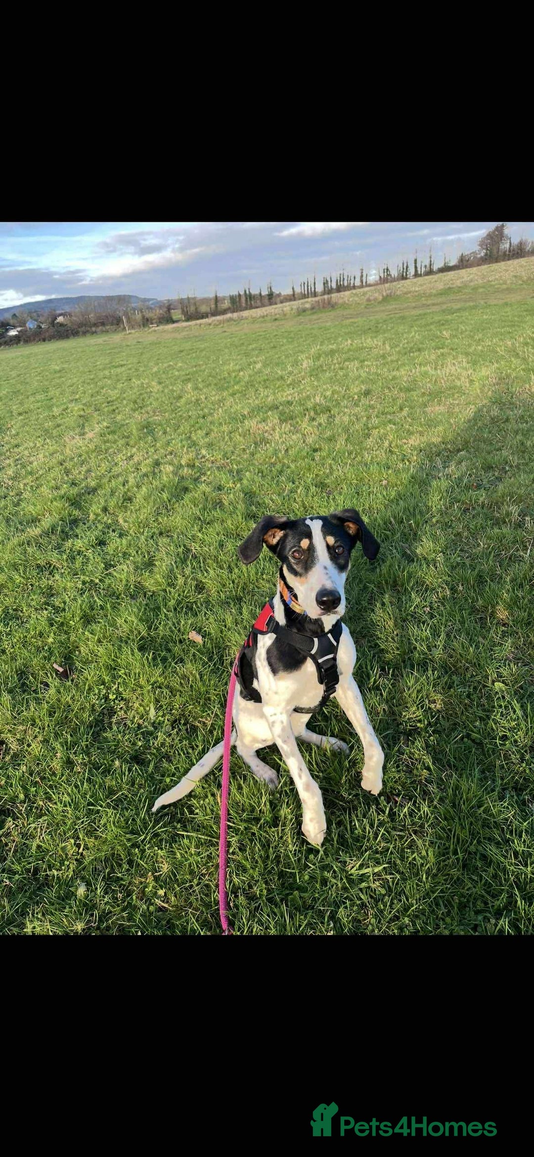 Mixed Breed dogs for adoption: Aria is ready for her forever family! - Advert 9