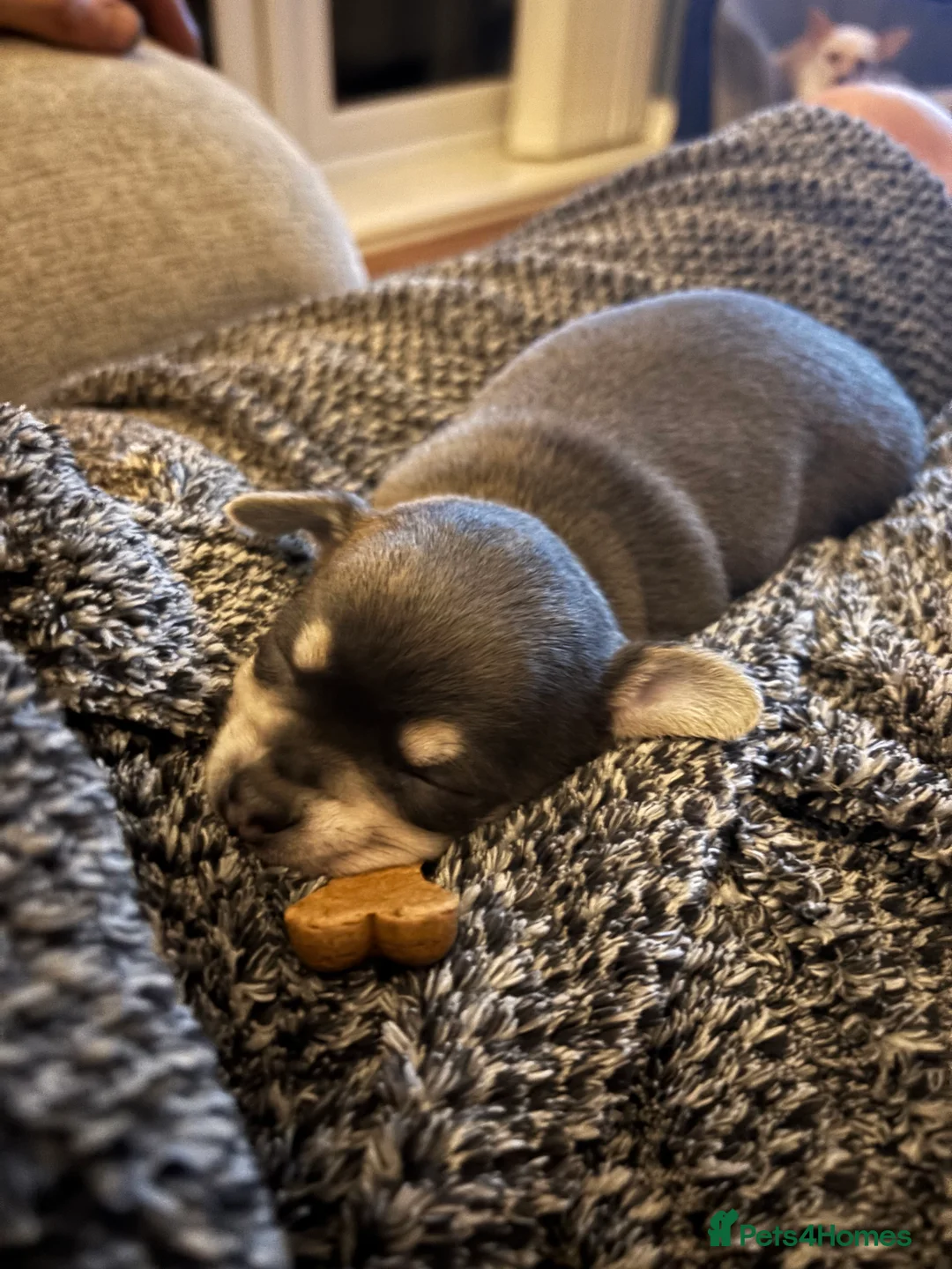 Chihuahua dogs for sale: Female chihuahua ready 08.03.26 - Advert 7