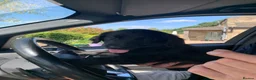 Flat coated Retriever dogs for sale: Flat coated pups ready 24/07 - Advert 14