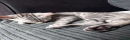 Bengal cats for sale: ✨Bengal Kittens Ready For Their Forever Homes✨ - Advert 4