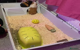 Guinea Pig rodents for sale: 2 male Guinea pigs and set up - Image 2