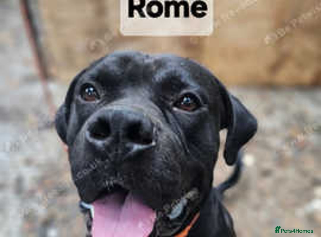 Mixed Breed dogs for sale: 2 x Dogue de Bordeaux x cane corso  - Advert 6