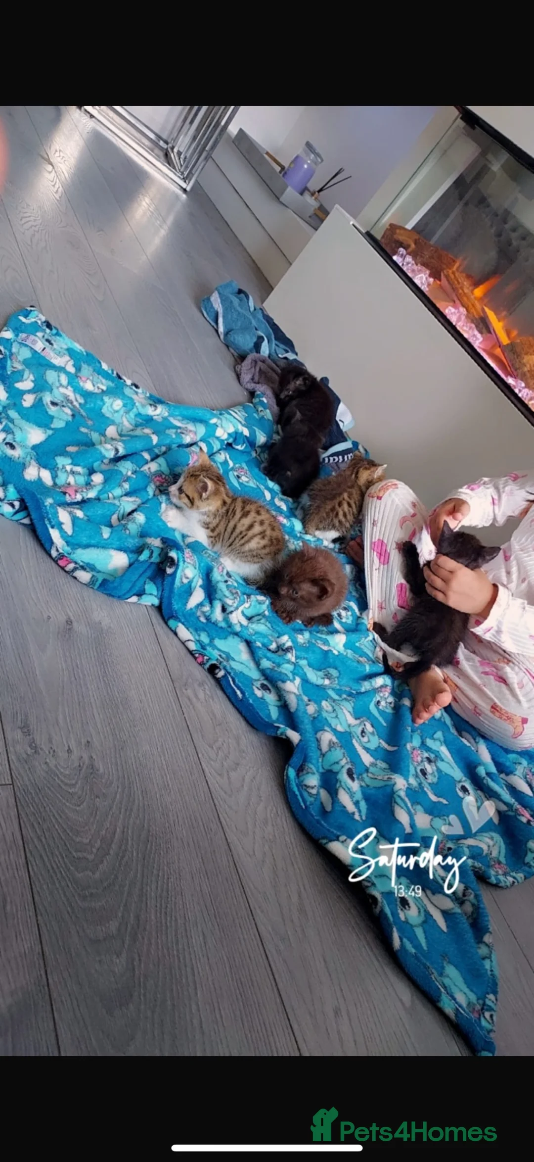 Bengal cats for sale: BRITISH SHORT HAIR X BENGAL  - Advert 17