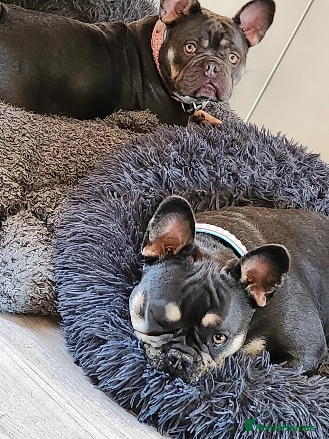 French Bulldog dogs for sale: Lily & Luna need a new loving home - Advert 2