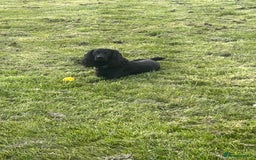 Cocker Spaniel dogs for stud: Proven Gorgeous cocker spaniel for stud  in Ayr - Image 3