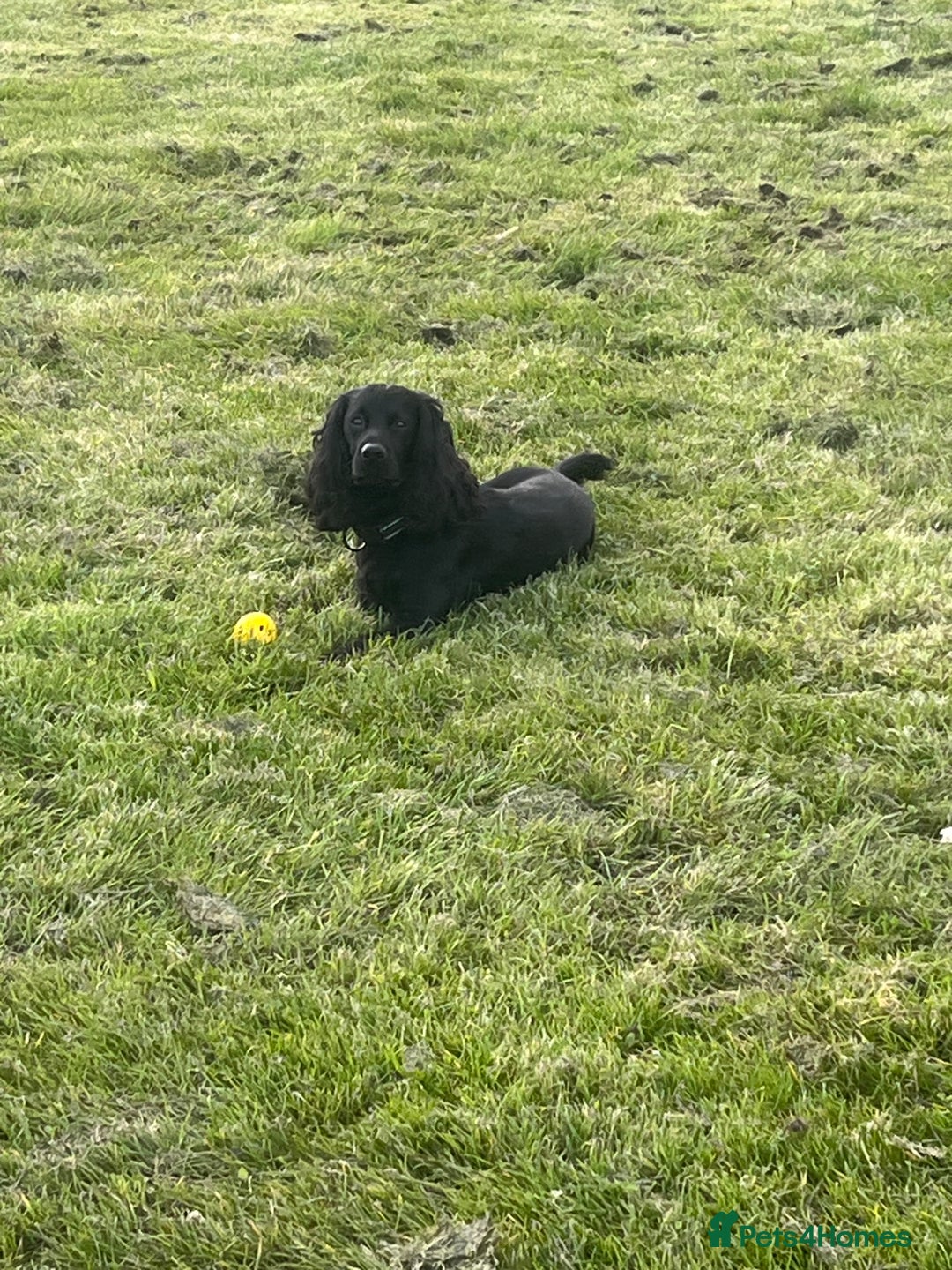 Cocker Spaniel dogs for stud: Proven Gorgeous cocker spaniel for stud  in Ayr - Image 3