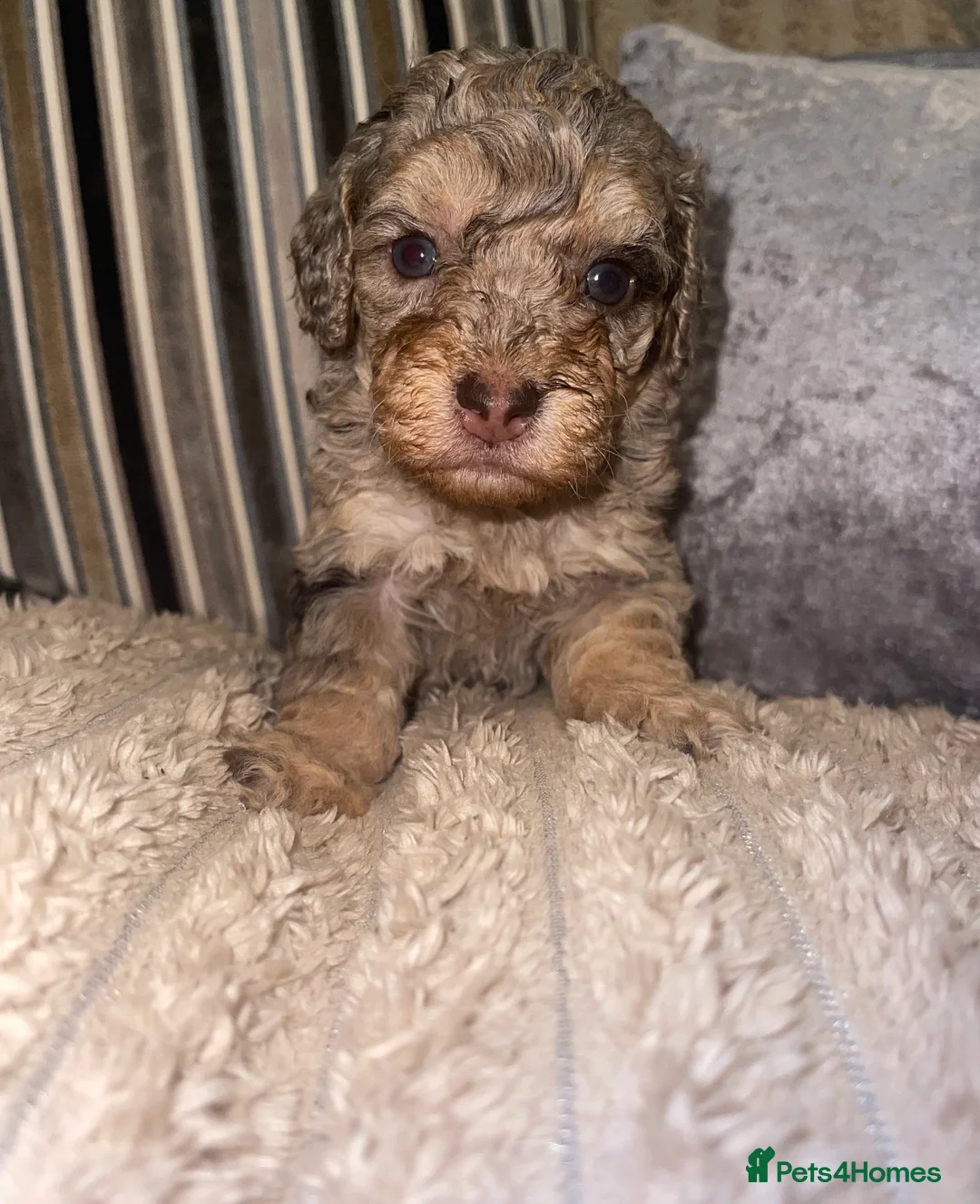 Cockapoo dogs for sale: Cockapoo puppies  - Advert 2