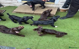Labradoodle dogs for sale: Labradoodle puppies - Image 12