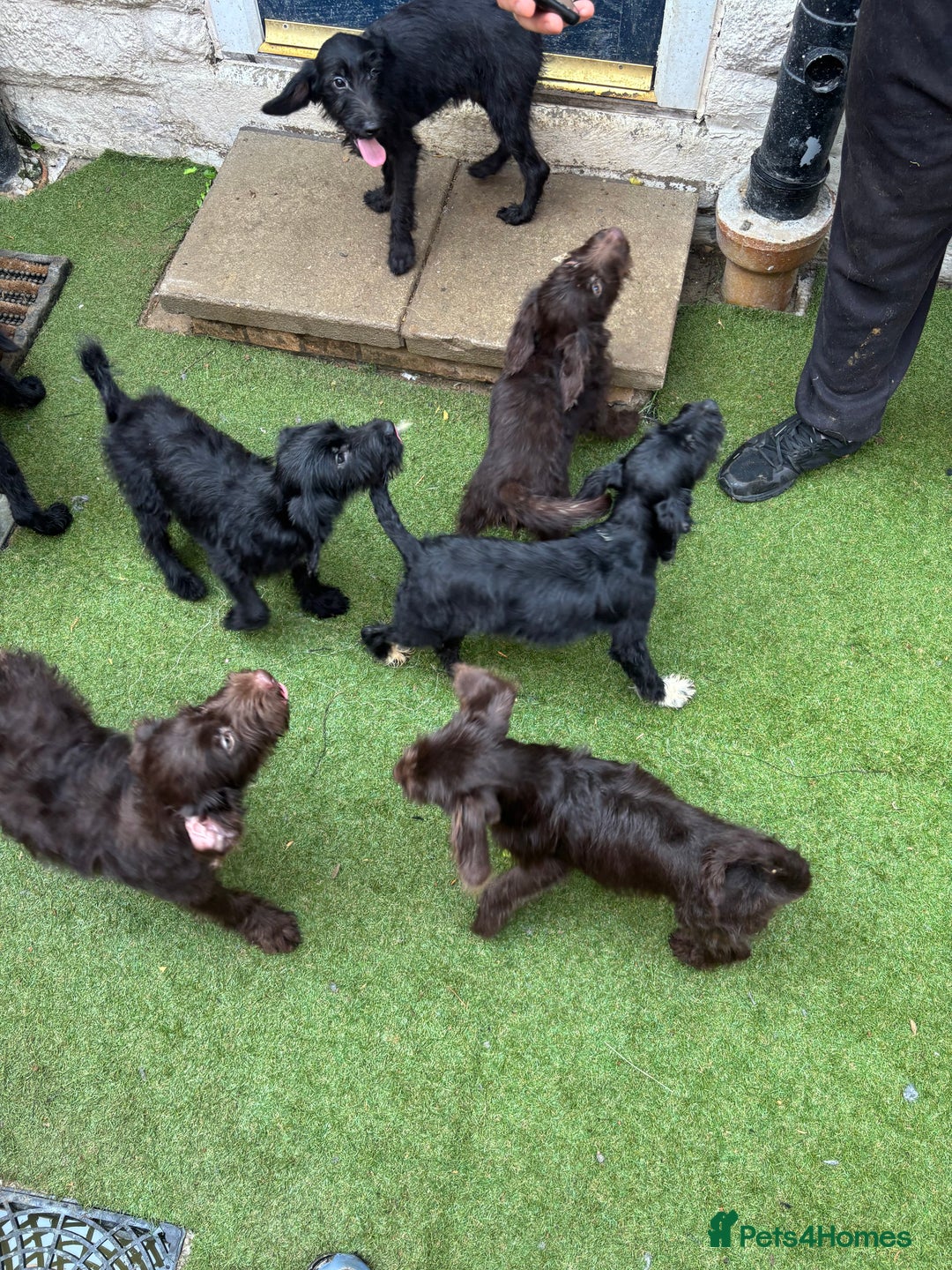Labradoodle dogs for sale: Labradoodle puppies - Image 12