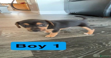 Jack Russell dogs - Advert 2