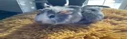 Guinea Pig rodents for sale: Georgeous Piggles - Advert 12