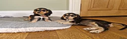 Cocker Spaniel dogs for sale: Beautiful Show Cocker Spaniel Puppies  - Advert 21