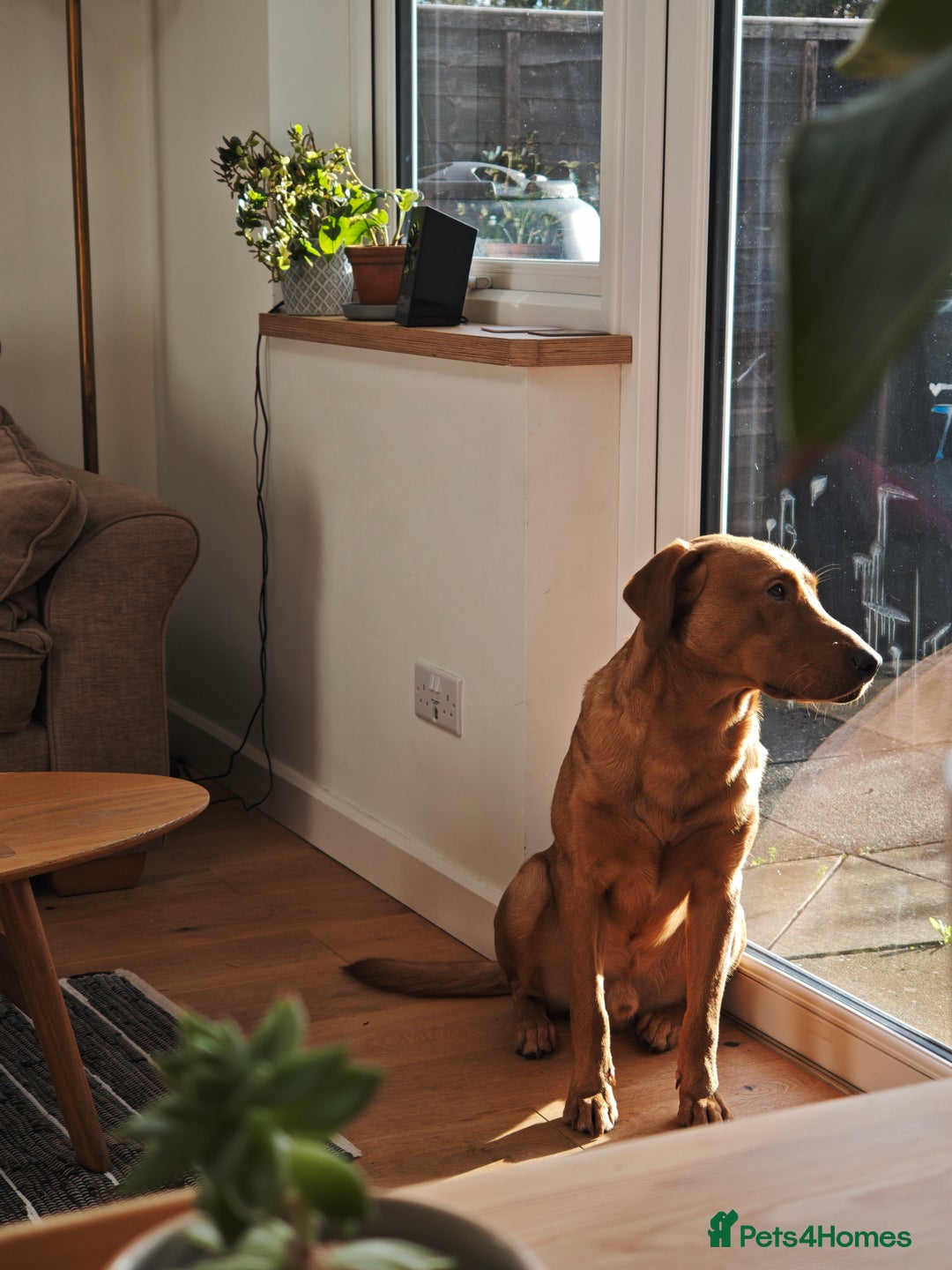 Labrador Retriever dogs for sale: Rufus 10 month old Red Fox Lab - Image 4
