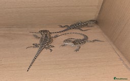 Bearded Dragon reptiles for sale: Baby bearded  - Image 6