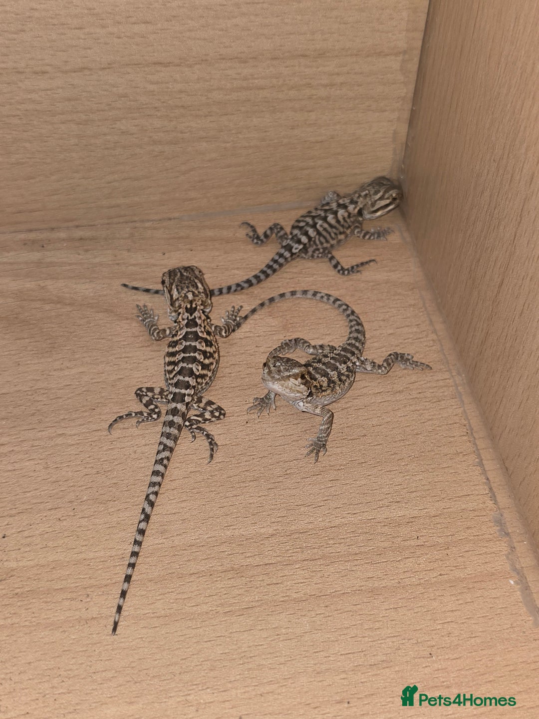 Bearded Dragon reptiles for sale: Baby bearded  - Image 6
