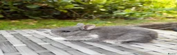 Netherland Dwarf rabbits for sale: Purebred Netherland Dwarf - Advert 4