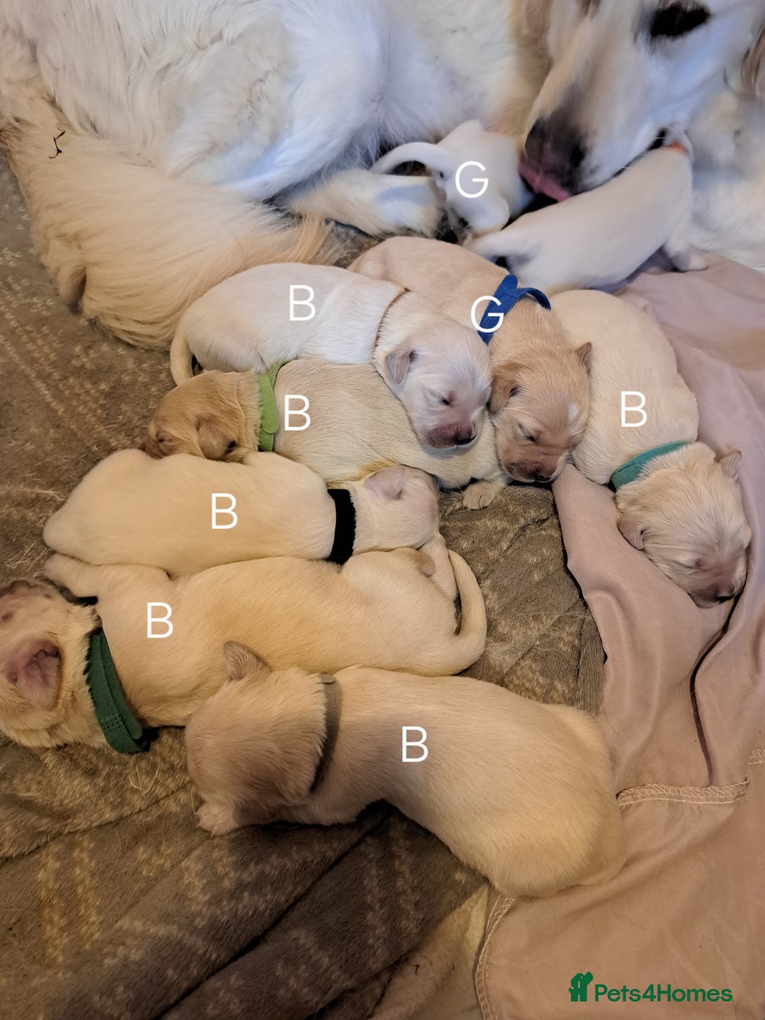 Golden Retriever dogs for sale: Golden retriever puppies  - Image 16