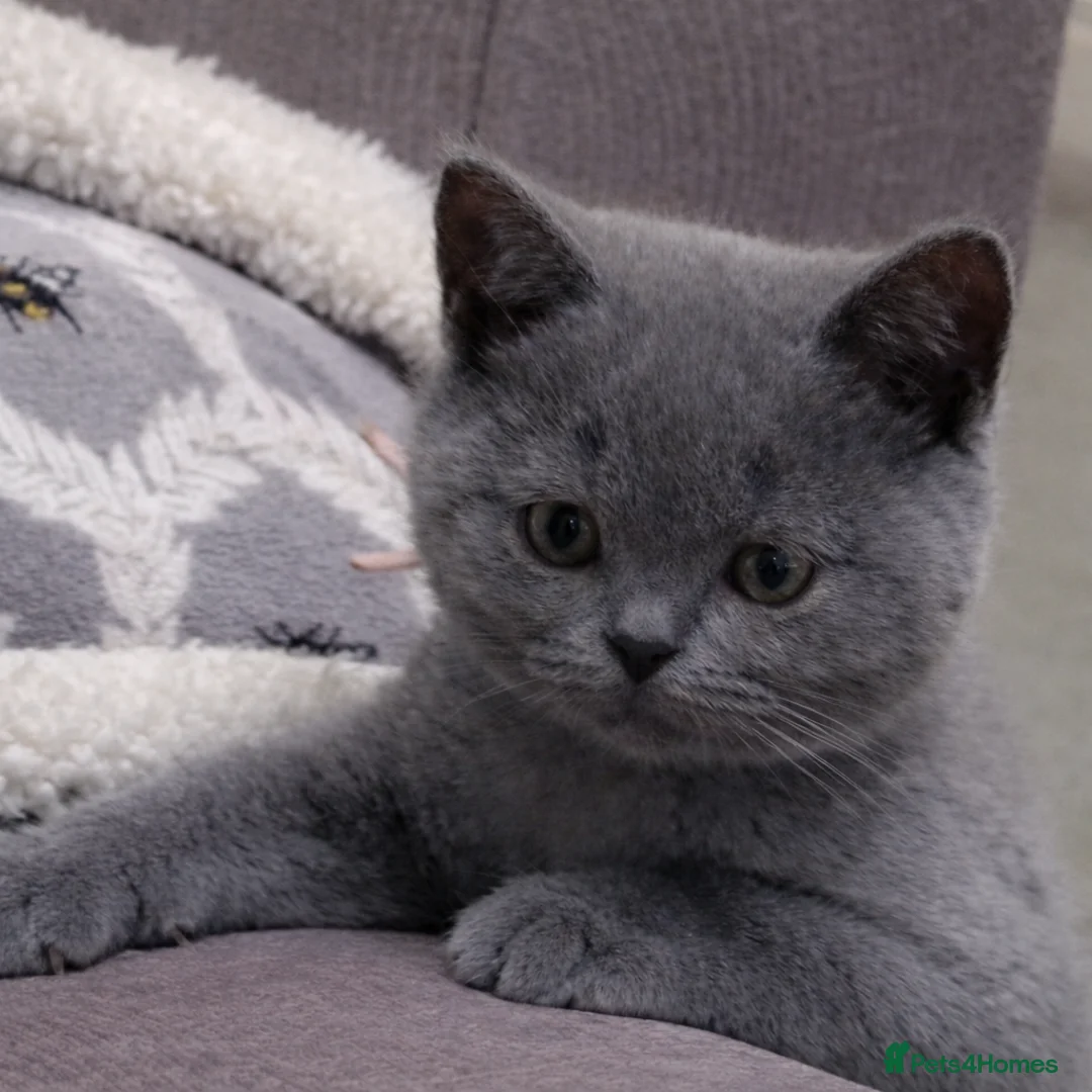 British Shorthair cats for sale: Gorgeous Blue Shorthair Girl - Advert 2