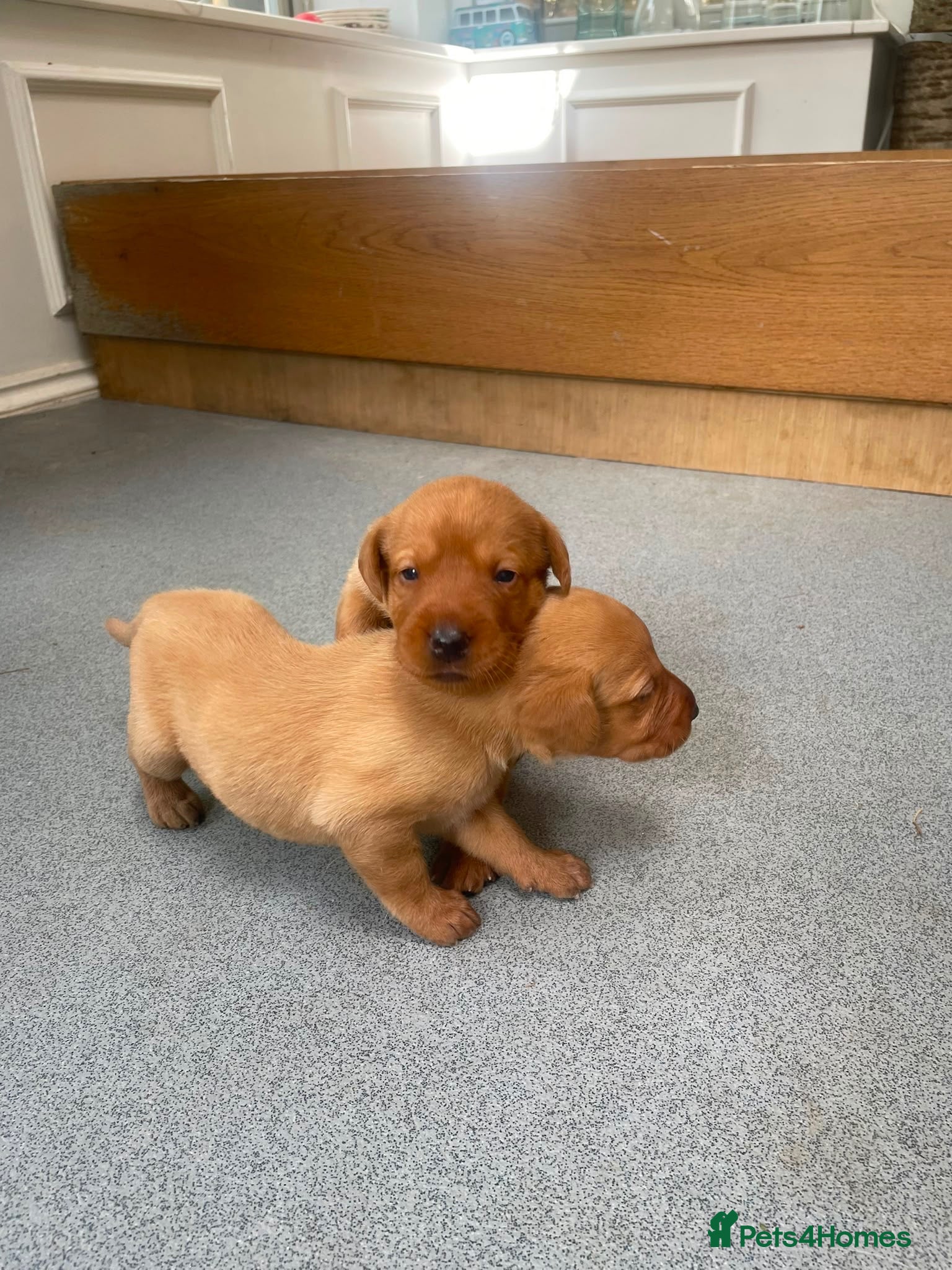 Labrador Retriever dogs Golden and red fox Labrador pups  - Advert 2