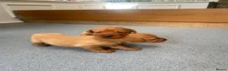 Labrador Retriever dogs for sale: Golden and red fox Labrador pups  - Advert 2