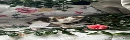 Mixed Breed cats for sale: 8 cute mixed breed kittens  - Advert 7