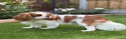 Cavalier King Charles Spaniel dogs for sale: FCI Pedigree Cavalier King Charles Spaniel Girl in Carlisle - Advert 2
