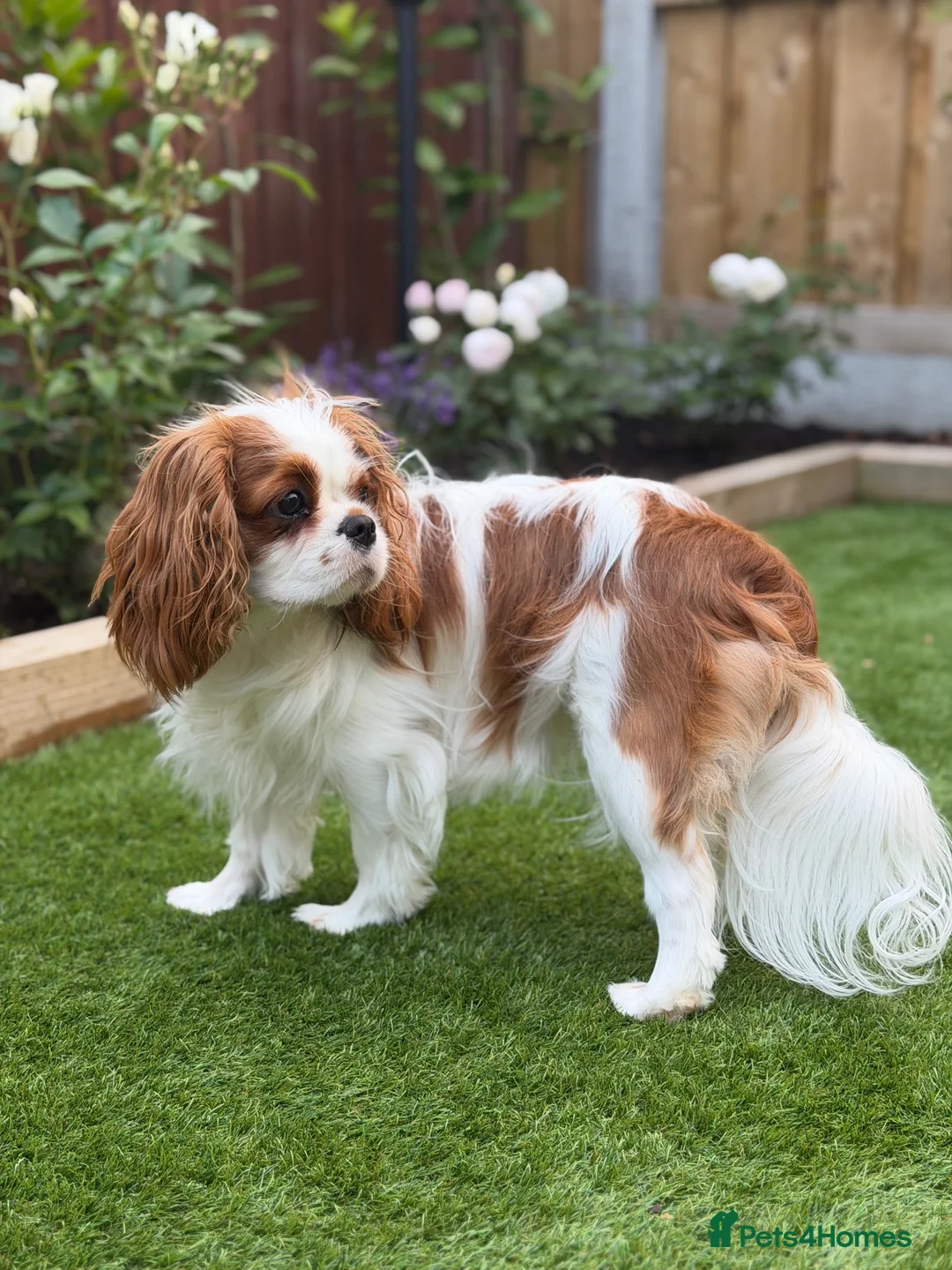 Cavalier King Charles Spaniel dogs for sale: FCI Pedigree Cavalier King Charles Spaniel Girl in Carlisle - Advert 2