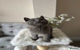 British Shorthair cats for sale: Blue British Shorthair registered Full Pedigree  - Image 10
