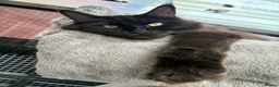 Maine Coon cats for sale: Silver/black tabby maine coon kittens  - Advert 1