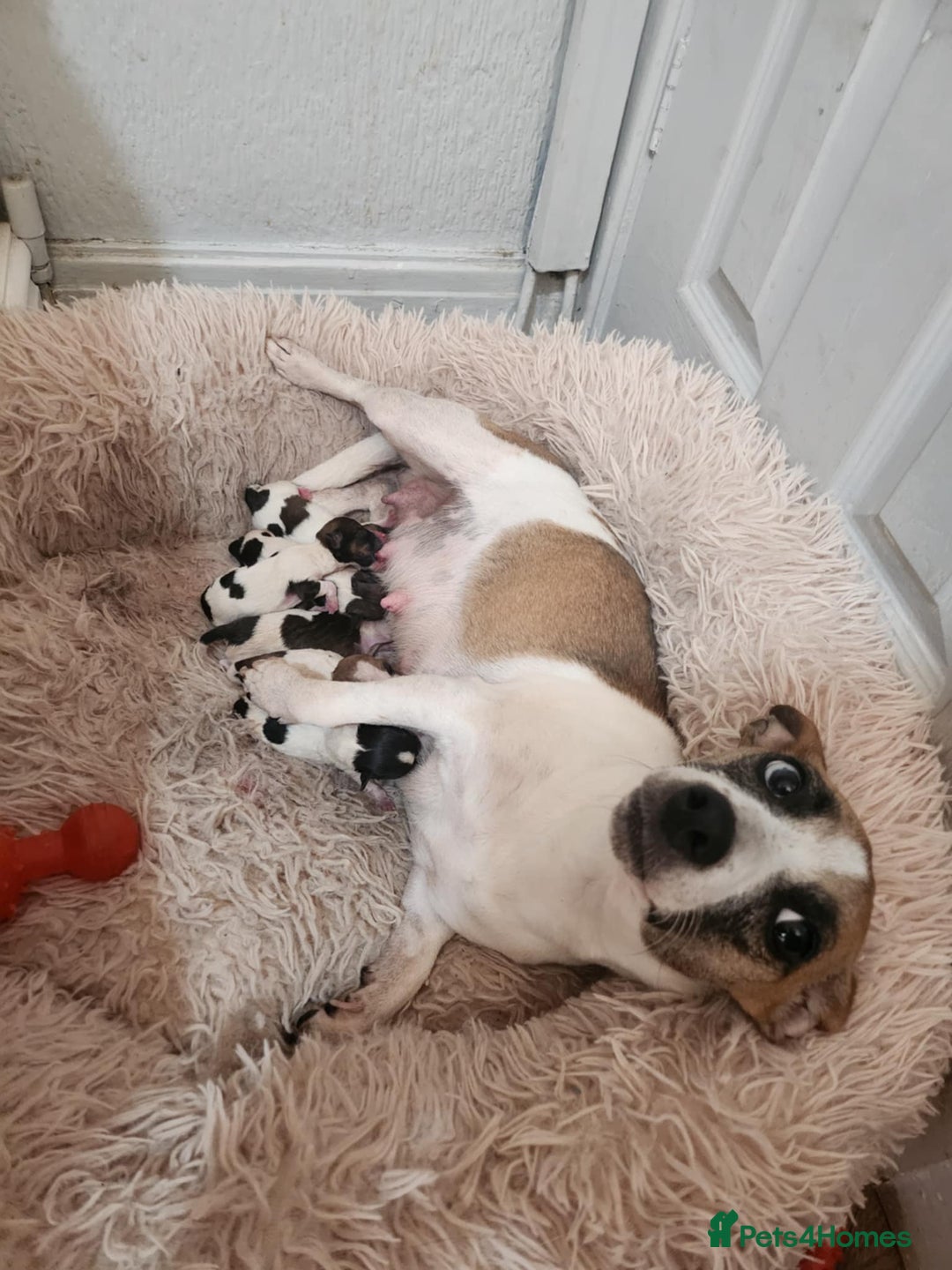 Jack Russell dogs for sale: 4 Beautiful Jack Russell puppies for sale - Image 11