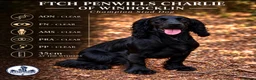 Cocker Spaniel dogs for stud: FTCh Penwills Charlie of Winhocklin  - Advert 1