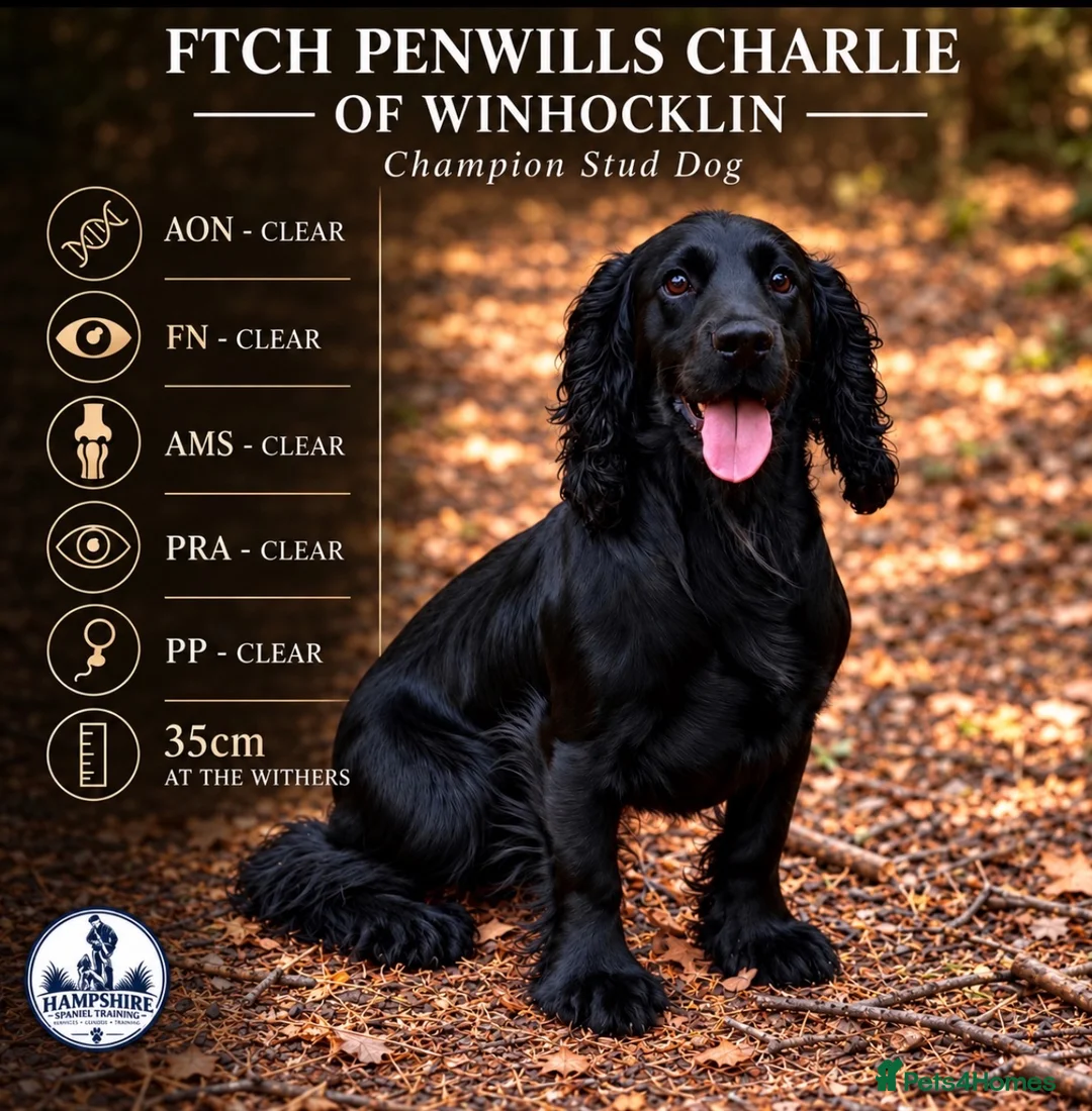Cocker Spaniel dogs for stud: FTCh Penwills Charlie of Winhocklin  - Advert 1