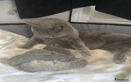 British Shorthair cats for sale: Stunning British Shorthair kittens - Image 10