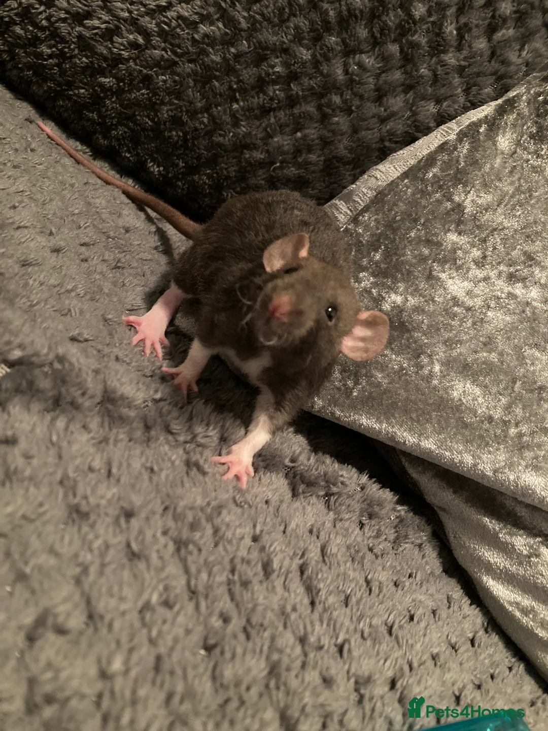 Rat rodents for sale: Rats for sale - Advert 1