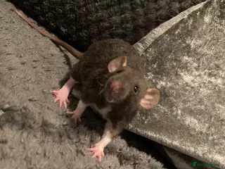 Rat rodents Rats for sale - Advert 1