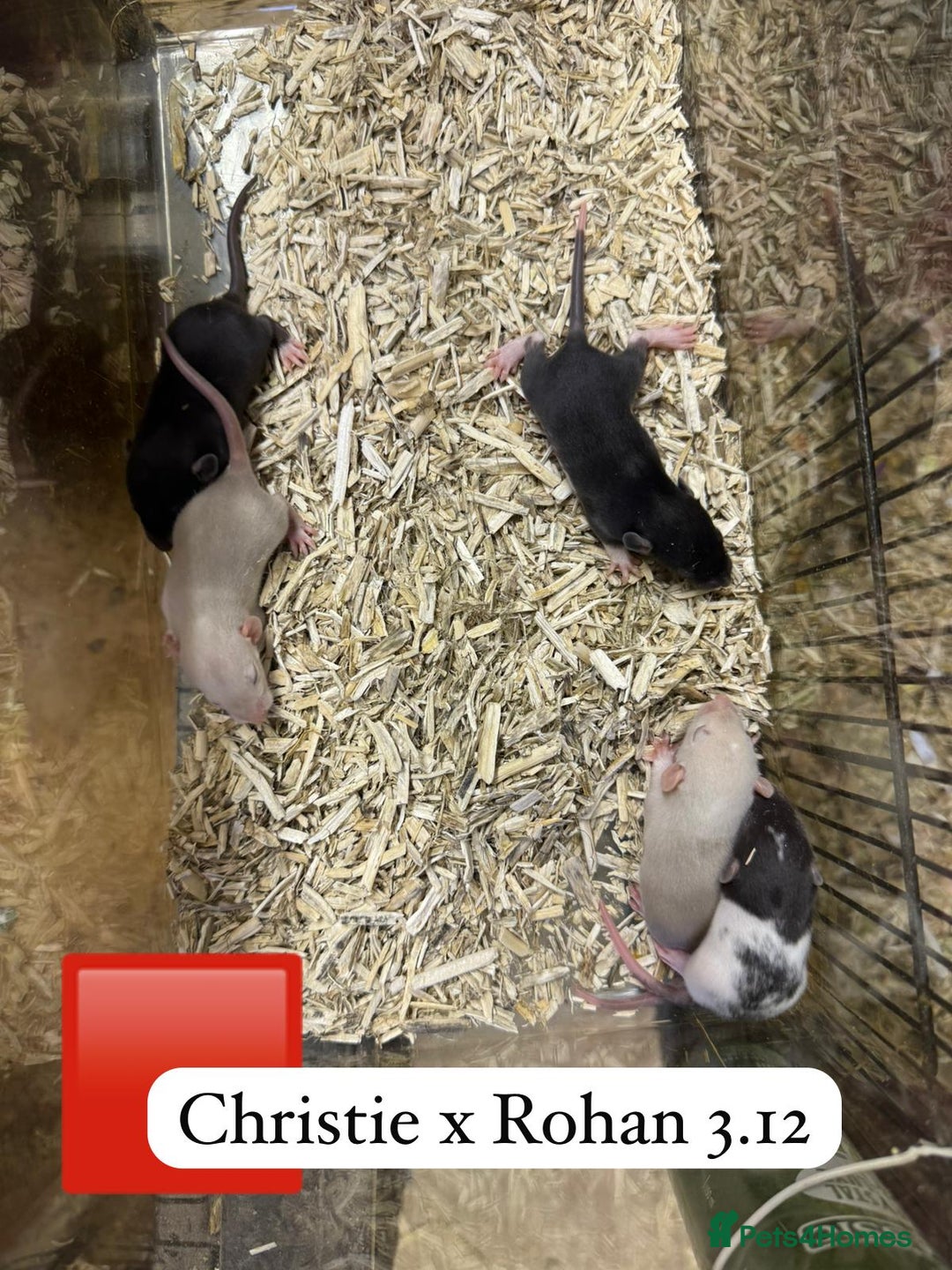Rat rodents for sale: Baby full size and dwarf rats ready now /January - Advert 12