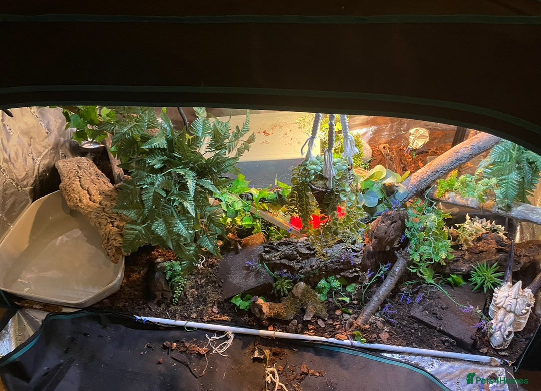 Boa Snake reptiles for sale: 6FT Boa + Setup for rehome - Advert 11