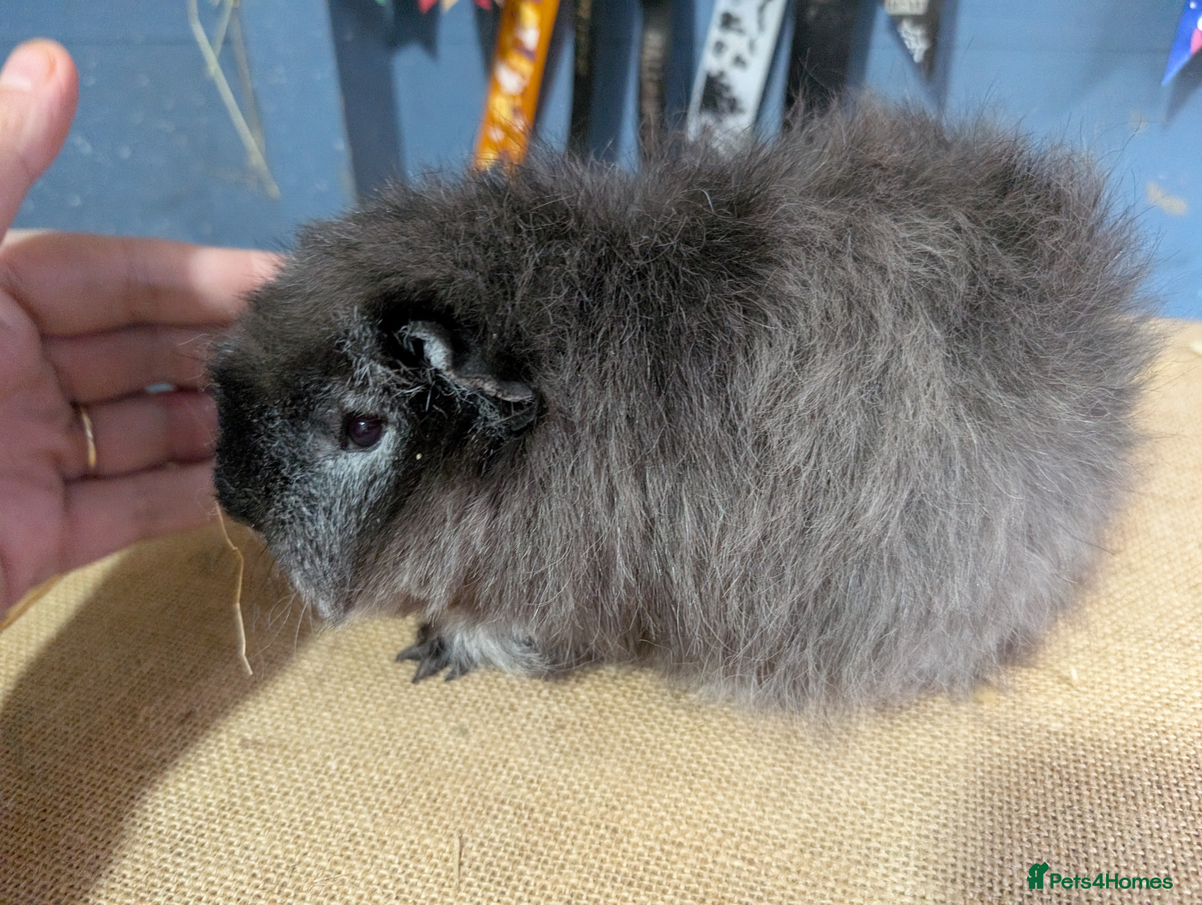 Guinea Pig rodents Beautiful swiss baby boars  - Advert 12