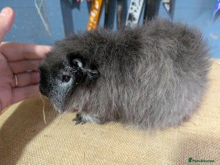 Guinea Pig rodents for sale: Beautiful swiss baby boars - Advert 1