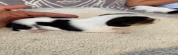Jack Russell dogs for sale: Short legged Jack russells - Advert 12