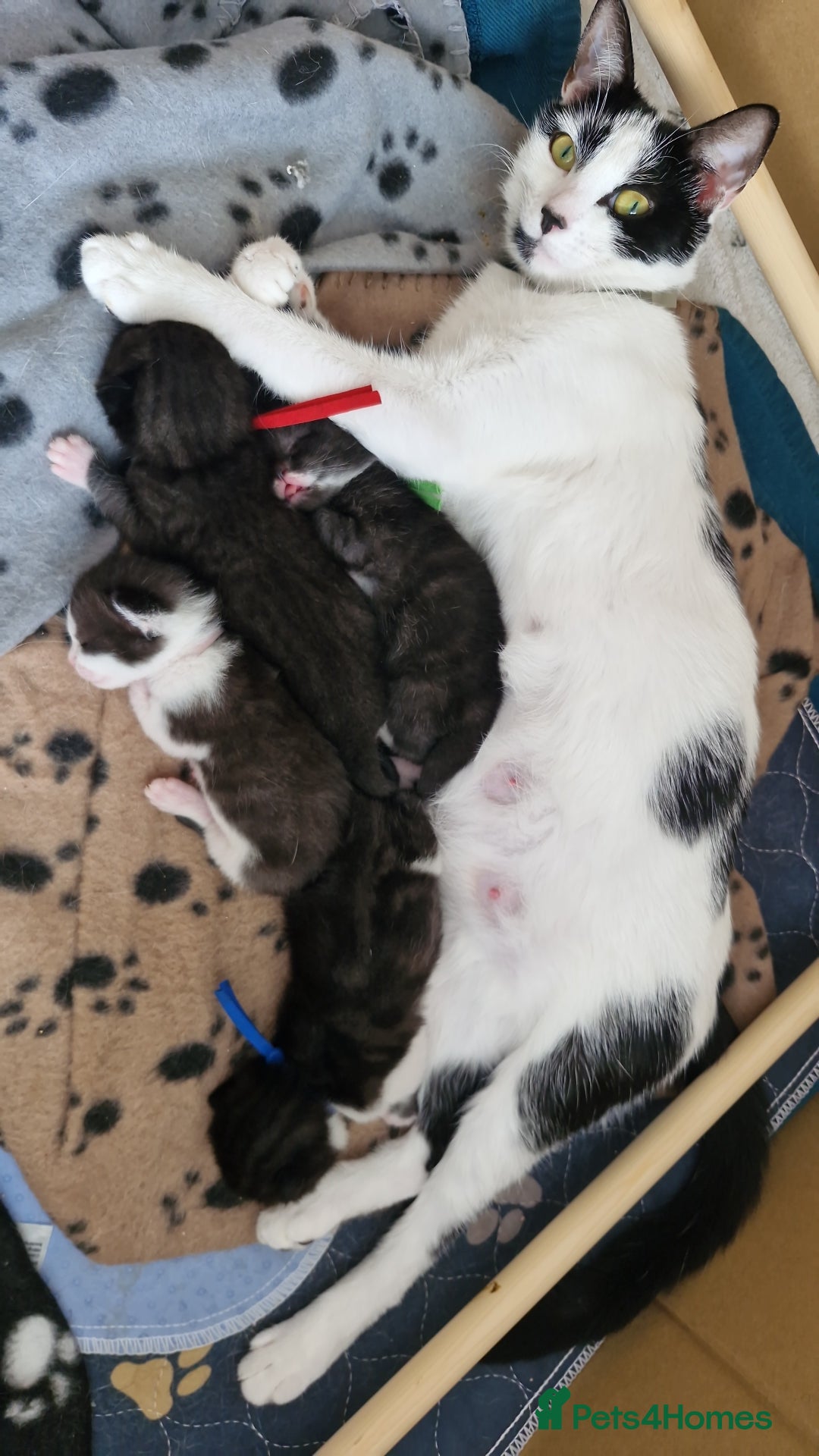 British Shorthair cats for sale: British Shorthair Mix Kittens  - Image 10