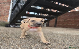 Mixed Breed dogs for sale: Staff cross pups - Image 12