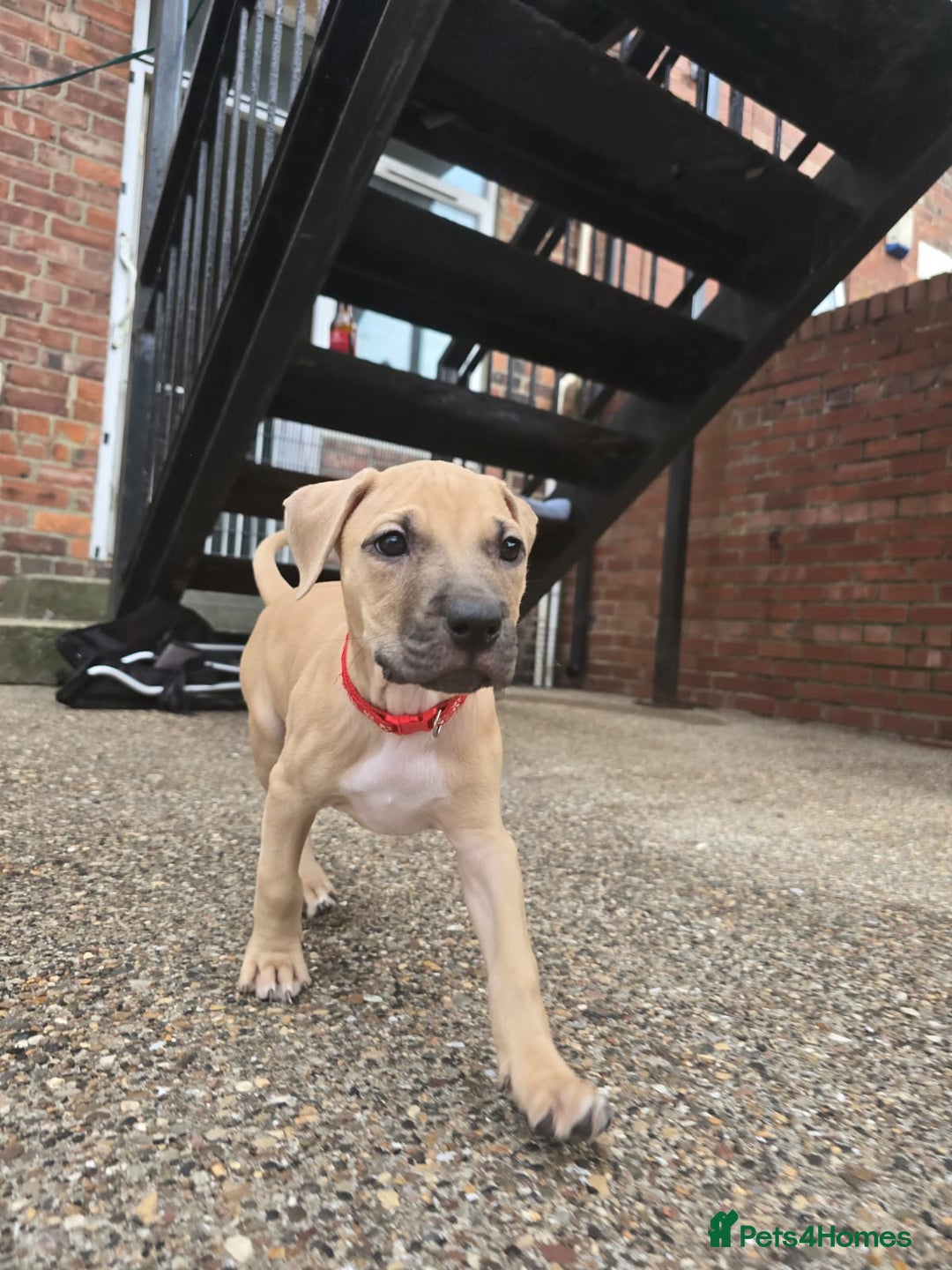 Mixed Breed dogs for sale: Staff cross pups - Image 12