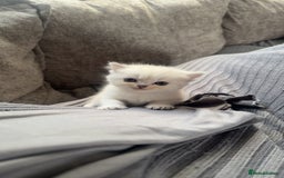 Persian cats for sale: Beautiful British shorthair silver tip mix breed - Image 7
