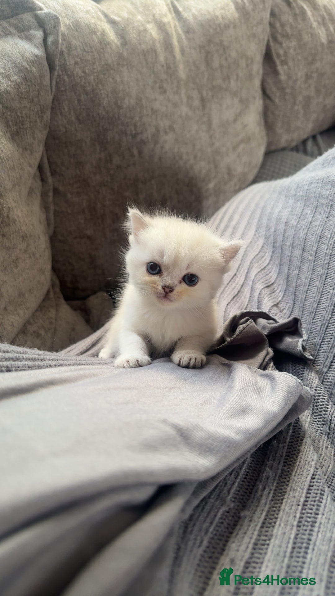 Persian cats for sale: Beautiful British shorthair silver tip mix breed - Image 7