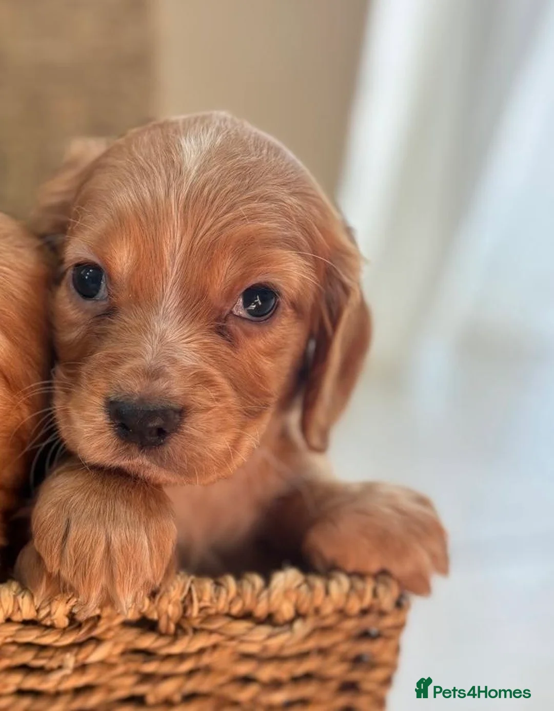 Cocker Spaniel dogs for sale: Stunning KC cocker spaniels  in Doncaster - Advert 2