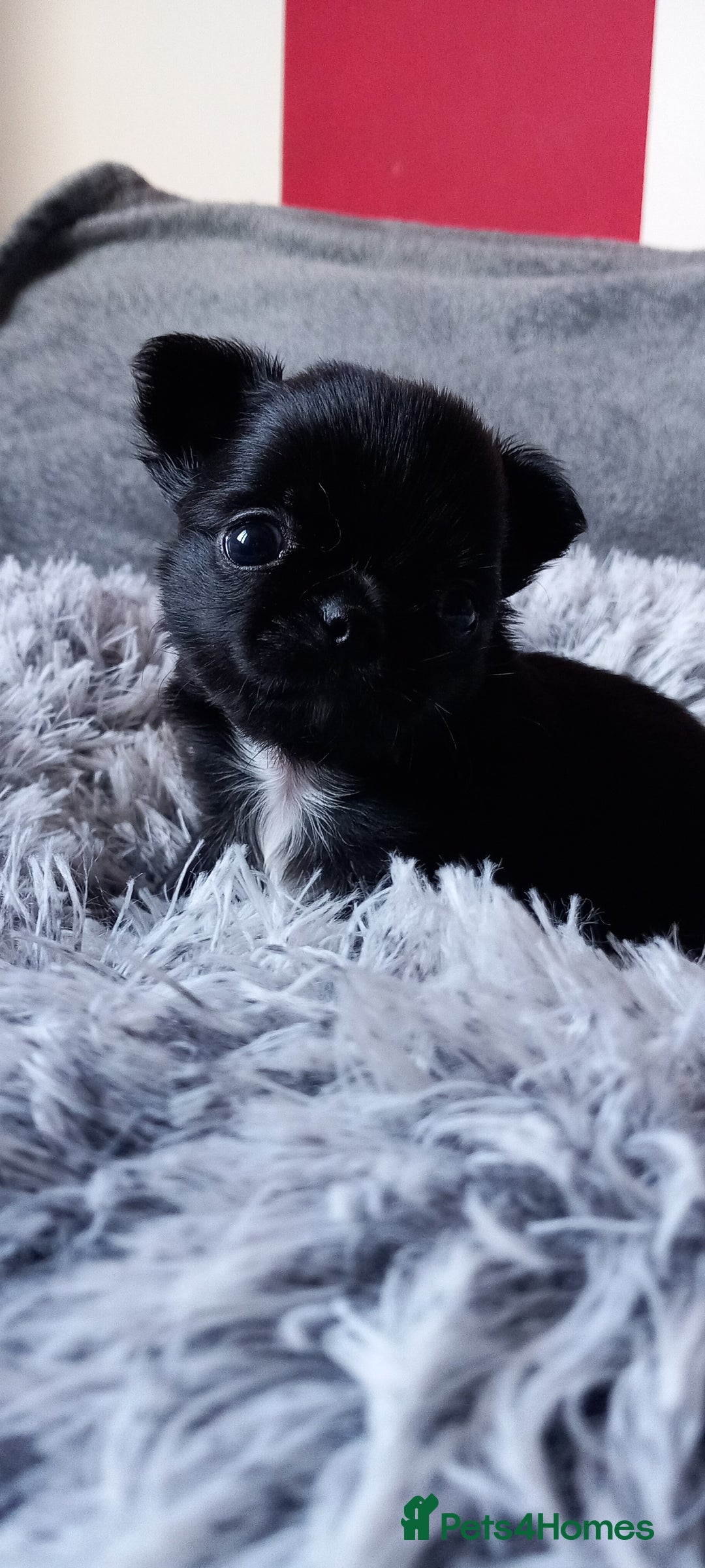 Chihuahua dogs for sale: ❤️‍🔥DNA tested parents❤️‍🔥LC 1Boys KC REG  - Advert 16