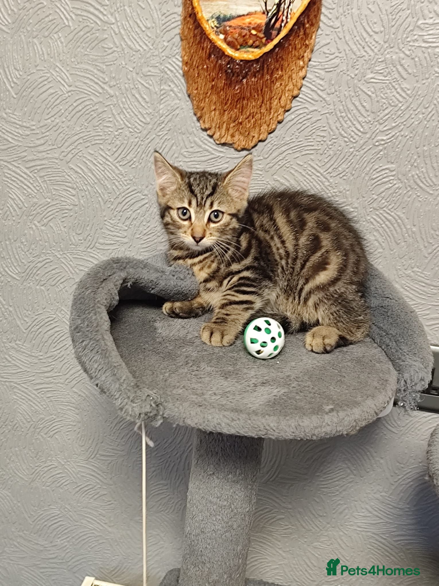 Mixed Breed cats Beautiful kittens ready for new home - Advert 2