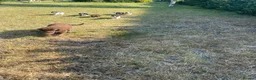 Cockapoo dogs for sale: 6 adorable super friendly cockapoo puppies in Honiton - Advert 2