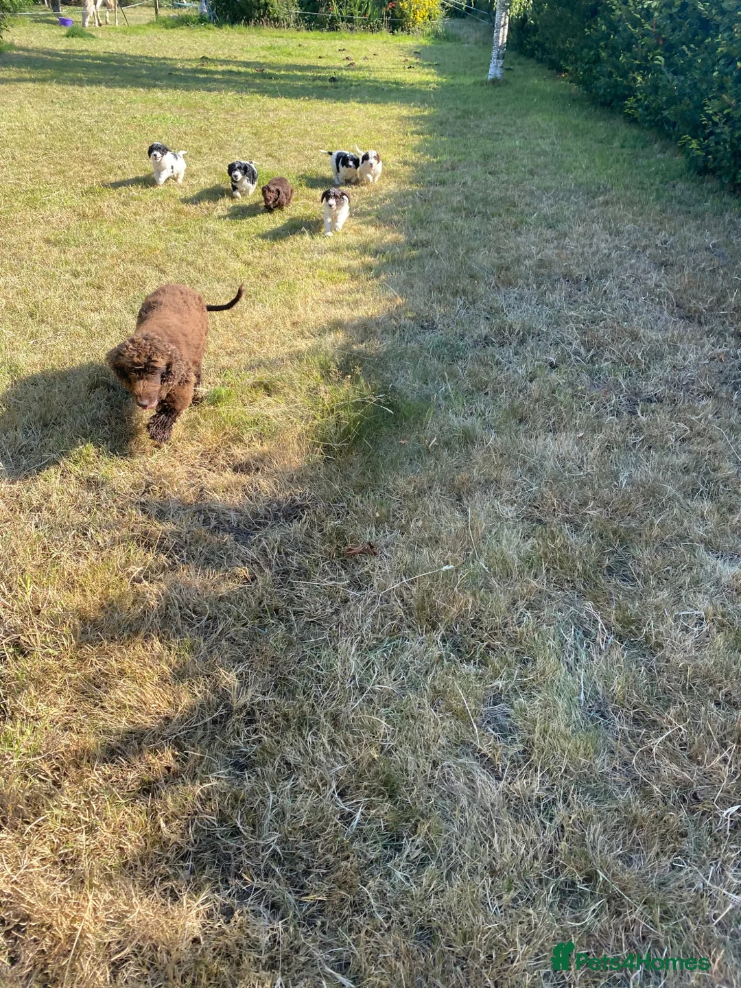 Cockapoo dogs for sale: 6 adorable super friendly cockapoo puppies in Honiton - Advert 2